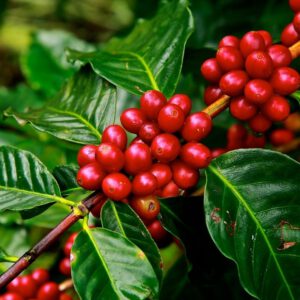 kaffeebar - rote_ape - veranstaltung - kaffeepflanze